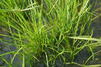 Weed Detection project thumbnail