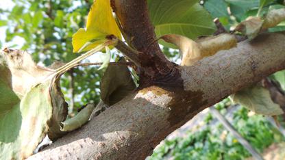 dis_fire_stem Object Detection Dataset by Apsolution