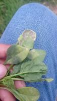enfermedad-brocoli-espinaca project thumbnail