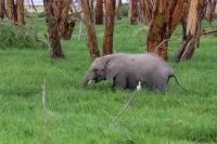 animal-detection-normal project thumbnail
