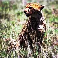 animal-detection-normal-testing2 project thumbnail
