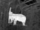 animal-detection-IR project thumbnail