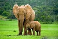 animal_detection_normal_testing project thumbnail