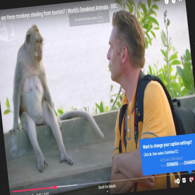 Monkey Datasets Object Detection Dataset by Monkey