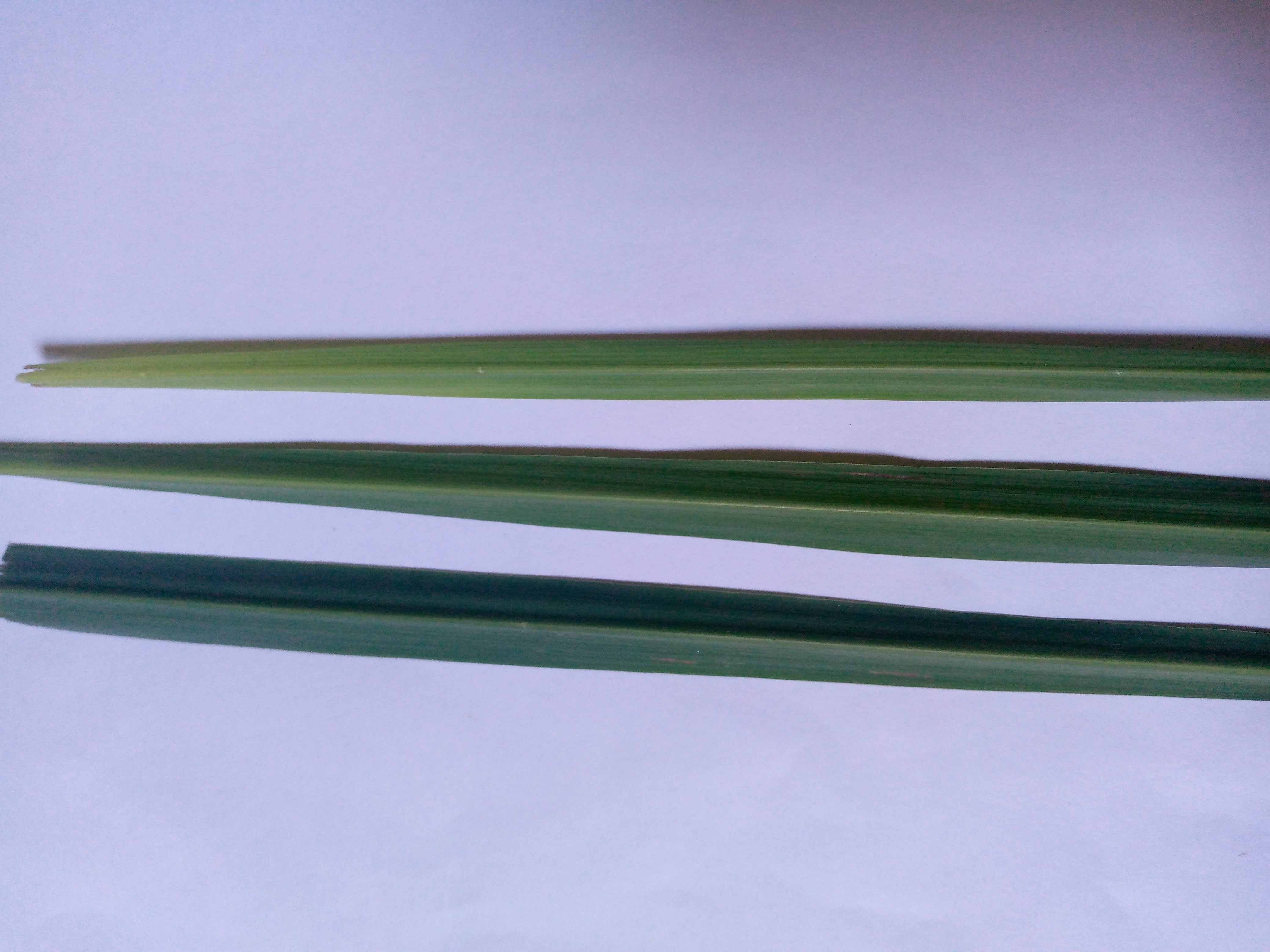 plant leaf classification Classification Model by Miniproject 6