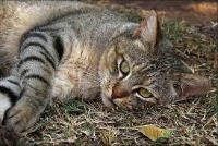 Cat Head Detection project thumbnail