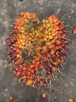 Buah TBS kelapa sawit project thumbnail