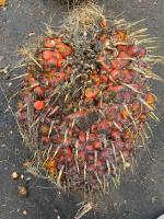 Deteksi Buah Sawit UJI 2 project thumbnail