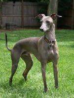 Italian Greyhound project thumbnail