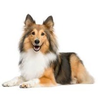 Shetland Sheepdog project thumbnail