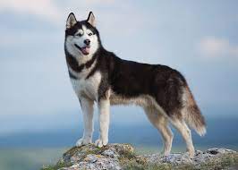 siberian-husky Object Detection Dataset by project-xyvnl