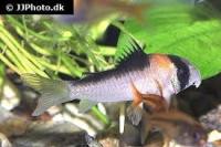 Fresh Water Fish 2 project thumbnail