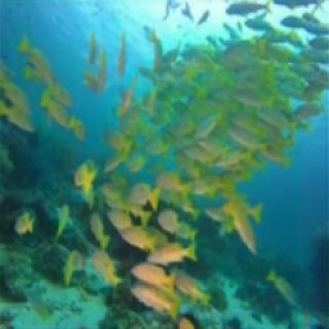 ocean_fish Object Detection Dataset by aaaa