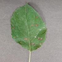 apple rust disease project thumbnail
