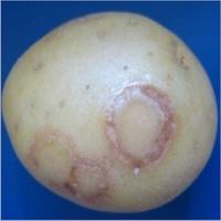 potato project thumbnail