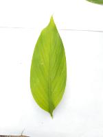 Medicinal Leaf dataset project thumbnail