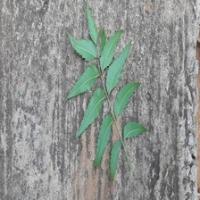 data_leaf project thumbnail