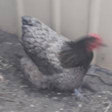 chick Object Detection Dataset by Pooja Mahesh