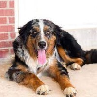 Is it a Berner? project thumbnail