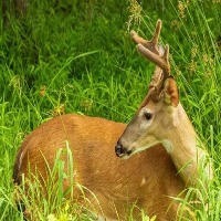 animal and insect detection project thumbnail
