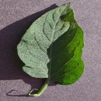 PLANT_DISEASE_CLASSIFICATION project thumbnail