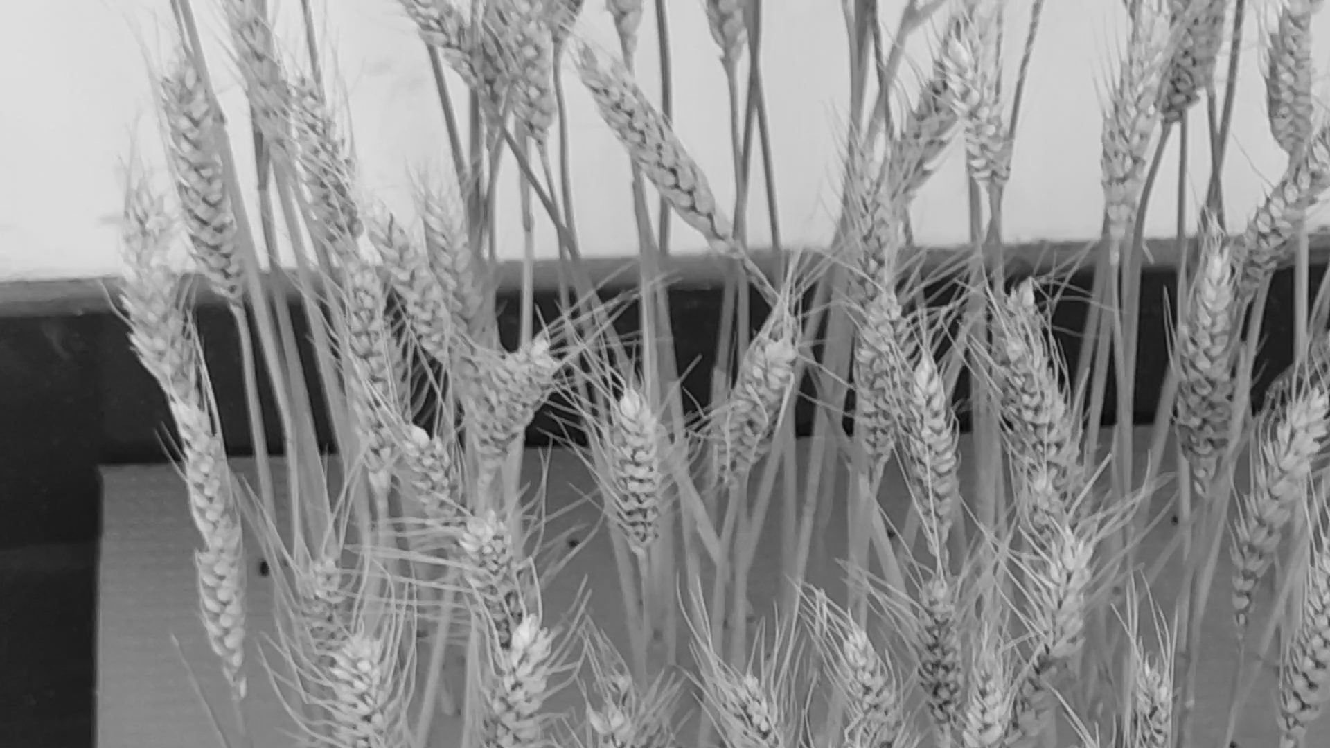test1 Object Detection Dataset by duanchuan