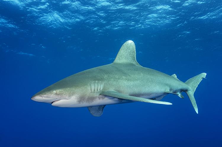 Shark Species Dataset Object Detection Dataset by ibnsina