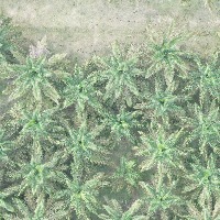 Palm Tree Detection project thumbnail