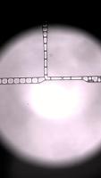  merge_detector project thumbnail
