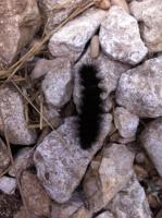 iNaturalist-2017 project thumbnail