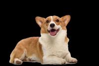 dogs project thumbnail
