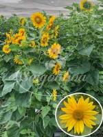 new_flower project thumbnail