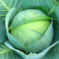 Cabbage project thumbnail