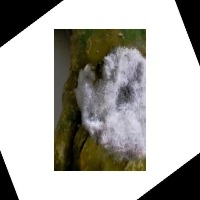 Fresh and Rottten Vegetable  project thumbnail
