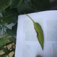 Potato Leaf Disease Dataset in U project thumbnail