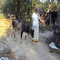 Cattle project thumbnail