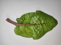 Spinach project thumbnail