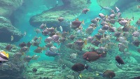 Fish Detector  project thumbnail