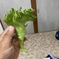 Lettuce & Disease Identification project thumbnail