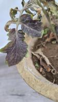 Tomato Leaves project thumbnail