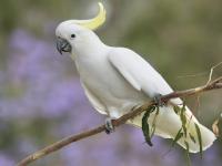 parrot  project thumbnail