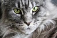 cat project thumbnail