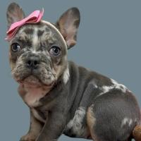 dogs project thumbnail
