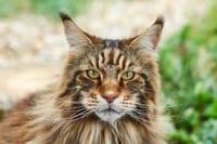 cat project thumbnail