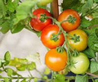 tomato_riped project thumbnail