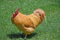 chicken project thumbnail