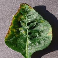 leaf-desease-detection project thumbnail