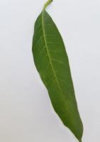 Image Segmentation Mango Leaf Disease project thumbnail