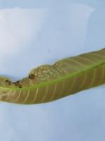 Object Detection Mango Leaf Di project thumbnail