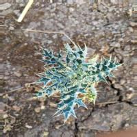 Weeds and Crop Detection v3.0 project thumbnail